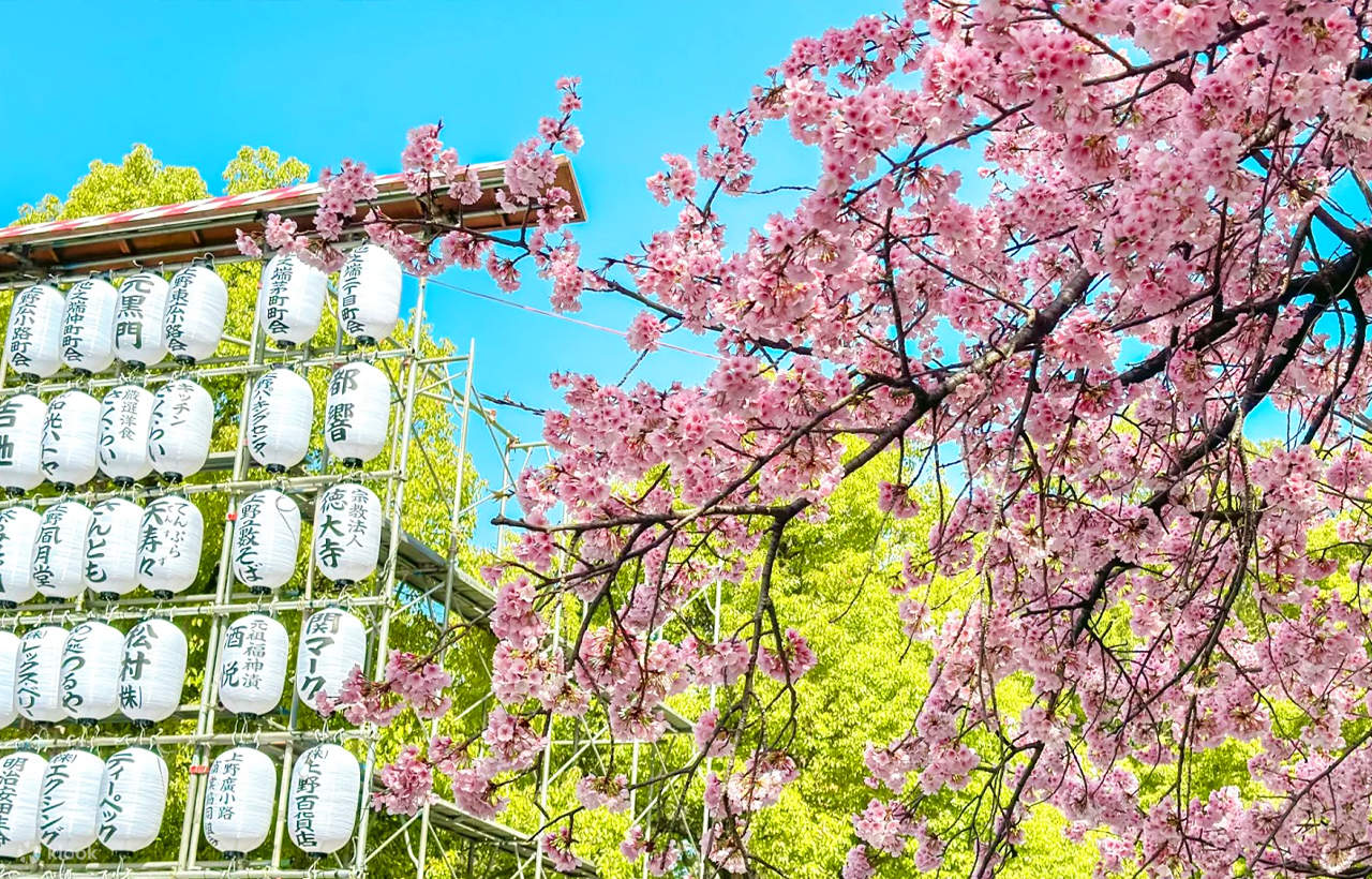 Tokyo Cherry Blossom Season Limited Day Tour | Shinjuku Gyoen